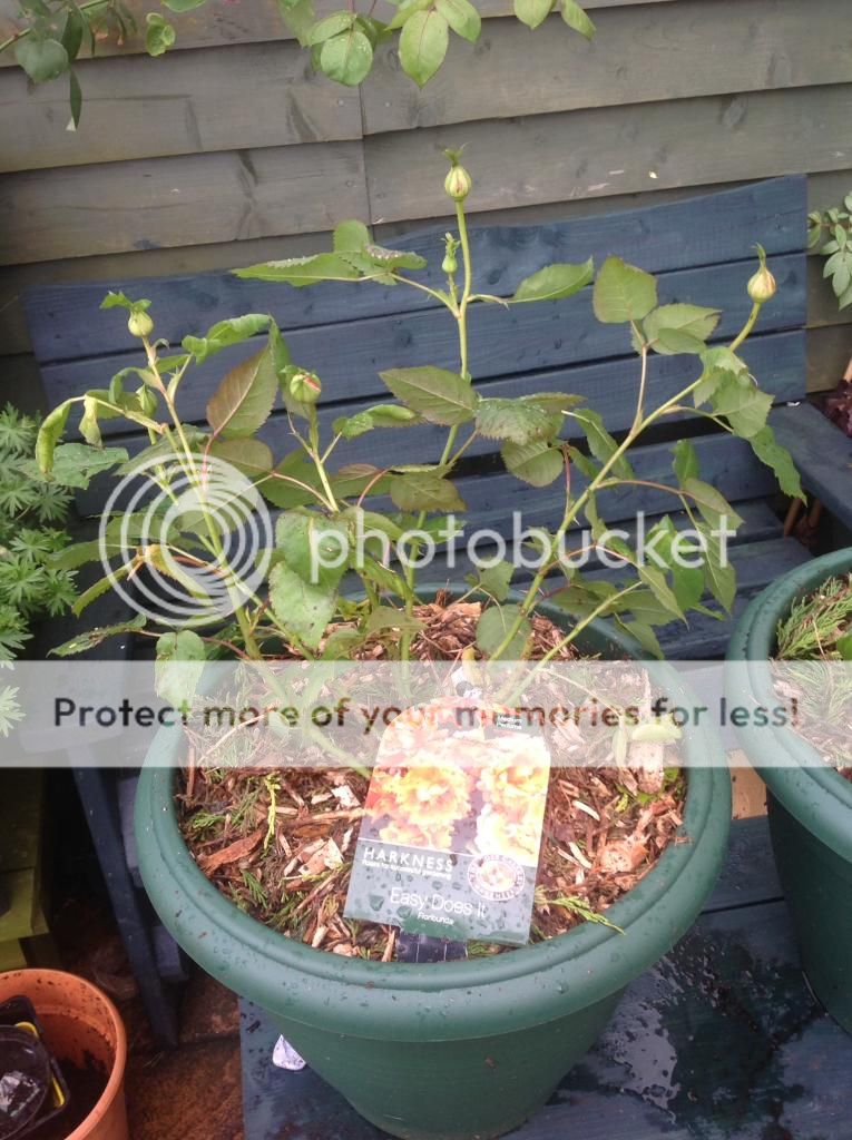 photo 1B3E4907-1BDE-4513-8667-802821FDA00A_zpsff7xrkdu.jpg